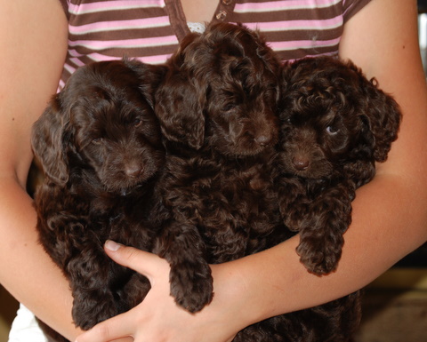 Labradoodle Puppies on Black And Chocolate Australian Labradoodle Puppies At Manor Lake