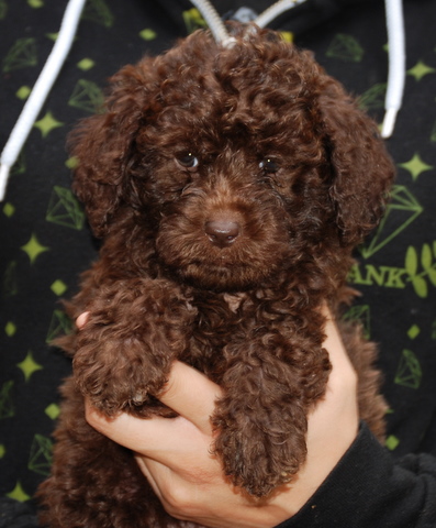 chocolate labradoodle. Available Chocolate Female