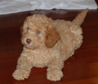 Labradoodle Puppies on Labradoodle Puppies   How To Judge A Puppy S Temperament