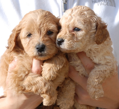 Cute Labradoodle Pictures