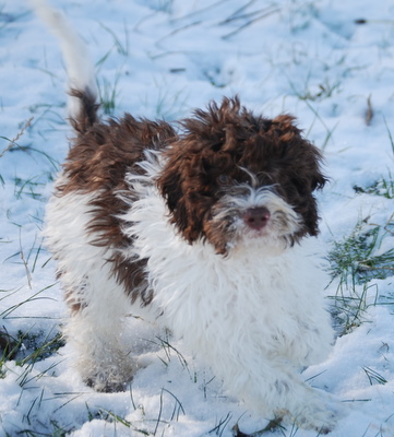 puppies in snow wallpaper. Helping Your New Puppy Settle
