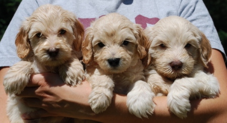 Stella Puppies 1