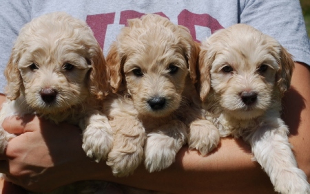 Stella Puppies 2